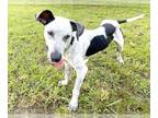 German Shorthaired Pointer DOG FOR ADOPTION RGADN-1368136 - SPARKY - German