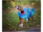 Boxer Mix DOG FOR ADOPTION RGADN-1368142 - MYA - Boxer / Mixed (medium coat) Dog