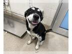 Australian Shepherd Mix DOG FOR ADOPTION RGADN-1368153 - CLOVER - Australian