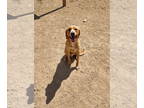 Mix DOG FOR ADOPTION RGADN-1368165 - Toby - Retriever / Labrador Retriever