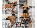 Mastiff Mix DOG FOR ADOPTION RGADN-1368171 - Goober - Mastiff / Mixed (short