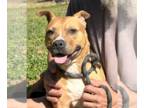 American Pit Bull Terrier DOG FOR ADOPTION RGADN-1368174 - Sienna - Pit Bull