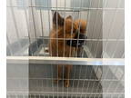 Chow Chow Mix DOG FOR ADOPTION RGADN-1368176 - Cowboyy - Chow Chow / Mixed