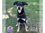 Doberman Pinscher Mix DOG FOR ADOPTION RGADN-1368192 - ACE - Doberman Pinscher /