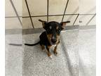 German Shepherd Dog-Miniature Pinscher Mix DOG FOR ADOPTION RGADN-1368199 -