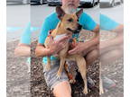Basenji Mix DOG FOR ADOPTION RGADN-1368218 - Dusty - Basenji / Mixed (short