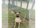 Black Mouth Cur Mix DOG FOR ADOPTION RGADN-1368276 - REX - Black Mouth Cur /