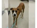 Boxer Mix DOG FOR ADOPTION RGADN-1368279 - YEAGER - Boxer / Mixed (medium coat)