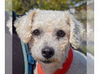 Bichon Frise Mix DOG FOR ADOPTION RGADN-1368284 - Ferris - Bichon Frise / Mixed