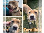 American Staffordshire Terrier DOG FOR ADOPTION RGADN-1368291 - Tornillo (Toe