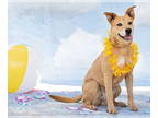 Carolina Dog Mix DOG FOR ADOPTION RGADN-1368295 - Chupi (Courtesy post) -