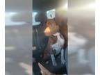 German Shorthaired Pointer DOG FOR ADOPTION RGADN-1368363 - Barlo - Brave Boy!