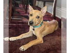 Basenji-Carolina Dog Mix DOG FOR ADOPTION RGADN-1368365 - Joey - Carolina Dog /