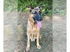 German Shepherd Dog DOG FOR ADOPTION RGADN-1368421 - Bella - German Shepherd Dog