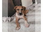 Catahoula Leopard Dog Mix DOG FOR ADOPTION RGADN-1368422 - Morgan - Catahoula