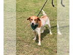 Border Collie-English Coonhound Mix DOG FOR ADOPTION RGADN-1368446 - Zane -