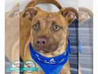 Boxer-Pembroke Welsh Corgi Mix DOG FOR ADOPTION RGADN-1368493 - Asher - Boxer /