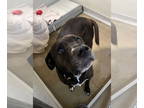 Labrador Retriever Mix DOG FOR ADOPTION RGADN-1368532 - Hux- Sponsored -