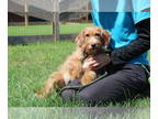 Beagle Mix DOG FOR ADOPTION RGADN-1368535 - Sriracha - Poodle (unknown type) /