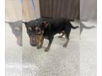 Bull Terrier DOG FOR ADOPTION RGADN-1368543 - BODOKE - Bull Terrier (medium
