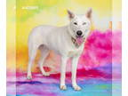 German Shepherd Dog-Huskies Mix DOG FOR ADOPTION RGADN-1368544 - FLURRY - Husky