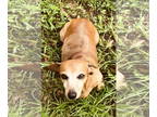 Dachshund DOG FOR ADOPTION RGADN-1368578 - Carly - Dachshund (short coat) Dog