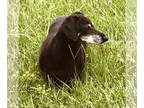 Dachshund DOG FOR ADOPTION RGADN-1368580 - Harry - Dachshund (short coat) Dog