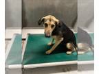 Shepradors DOG FOR ADOPTION RGADN-1368605 - KYLEIGH - German Shepherd Dog /