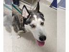 Siberian Husky DOG FOR ADOPTION RGADN-1368606 - LOKI - Siberian Husky (medium