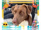 Border Collie DOG FOR ADOPTION RGADN-1368615 - STELLA - Border Collie (medium