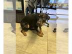 Rottweiler Mix DOG FOR ADOPTION RGADN-1368647 - BURTON - Rottweiler / Mixed