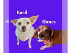 Dachshund DOG FOR ADOPTION RGADN-1368665 - Bonded: Honey and Basil - Dachshund /