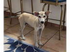 Huskies -Italian Greyhound Mix DOG FOR ADOPTION RGADN-1368666 - Mario - Italian