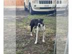 Boxer Mix DOG FOR ADOPTION RGADN-1368701 - COCO - Boxer / Mixed (medium coat)