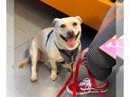 Staffordshire Bull Terrier Mix DOG FOR ADOPTION RGADN-1368730 - POTATO -