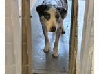 Catahoula Leopard Dog Mix DOG FOR ADOPTION RGADN-1368748 - Scooter - Catahoula