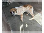 Australian Shepherd Mix DOG FOR ADOPTION RGADN-1368751 - Rusty - Australian