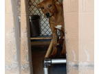Redbone Coonhound Mix DOG FOR ADOPTION RGADN-1368770 - Spirit - Redbone
