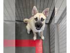 Huskies -Pug Mix DOG FOR ADOPTION RGADN-1368783 - Fish - Husky / Pug / Mixed