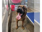 Chow Chow Mix DOG FOR ADOPTION RGADN-1368801 - Wiley - Shepherd / Chow Chow /