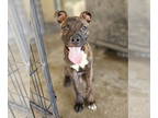 Bullboxer Pit DOG FOR ADOPTION RGADN-1368802 - Russell - Boxer / Pit Bull