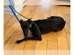 Whippet DOG FOR ADOPTION RGADN-1368810 - Buddy - Whippet Dog For Adoption