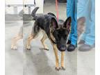 German Shepherd Dog Mix DOG FOR ADOPTION RGADN-1368817 - *NESSIE - German