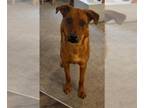 Shepweiller DOG FOR ADOPTION RGADN-1368836 - MAIA - German Shepherd Dog /