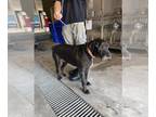 Great Dane-Labrador Retriever Mix DOG FOR ADOPTION RGADN-1368838 - STARLIGHT -