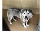 Chow Chow-Siberian Husky Mix DOG FOR ADOPTION RGADN-1368841 - FLUTTER SHY -