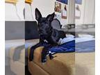 Shepradors DOG FOR ADOPTION RGADN-1368861 - JEAN-LUC - Labrador Retriever /