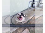 American Staffordshire Terrier DOG FOR ADOPTION RGADN-1368877 - A043364 -