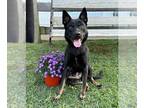 Australian Kelpie Mix DOG FOR ADOPTION RGADN-1368884 - Cleo - Shepherd /