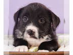 Border Collie-Norwich Terrier Mix DOG FOR ADOPTION RGADN-1368930 - Mama Freya